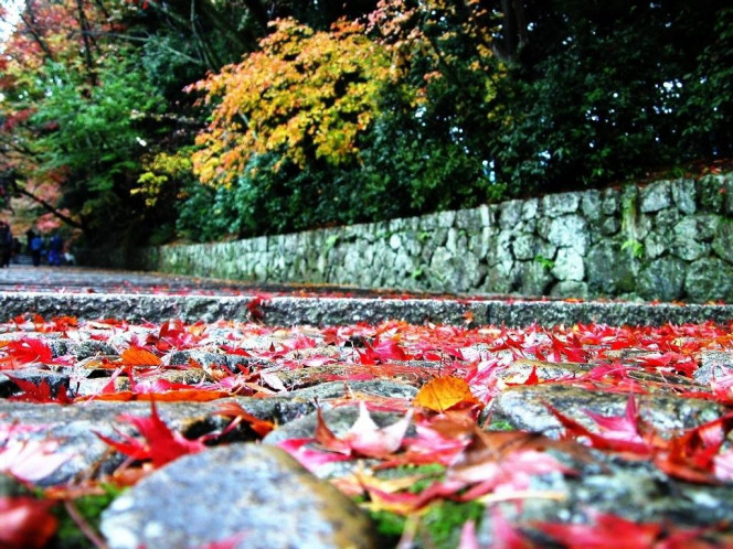 一张美味的图片 &middot; #544