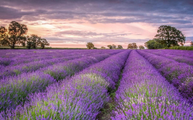 一张美味的图片 &middot; #3979