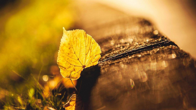 一张美味的图片 &middot; #1237