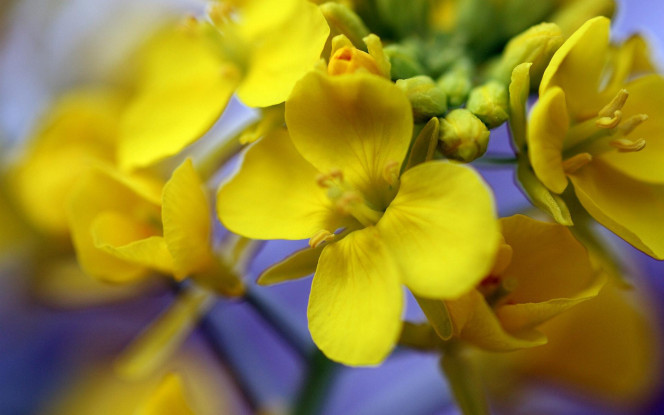 一张美味的图片 &middot; #2189