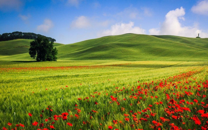 一张美味的图片 &middot; #3219