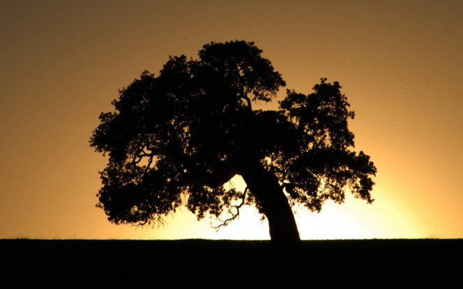 一张美味的图片 &middot; #1025