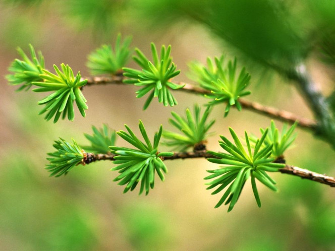 一张美味的图片 &middot; #604