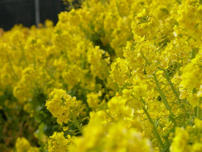 一张美味的图片 &middot; #896