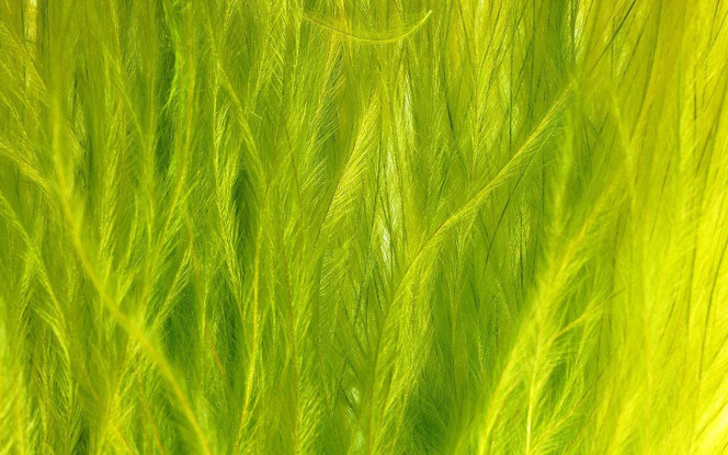 一张美味的图片 &middot; #1566