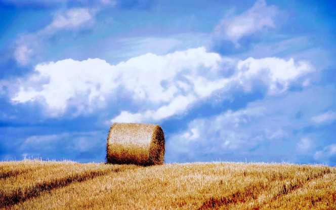 一张美味的图片 &middot; #2586