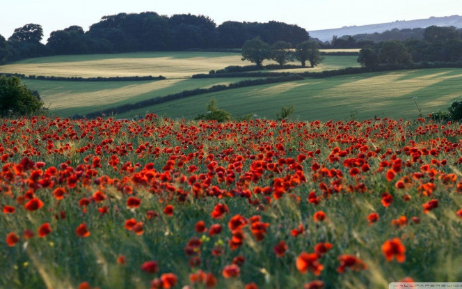 一张美味的图片 &middot; #3247