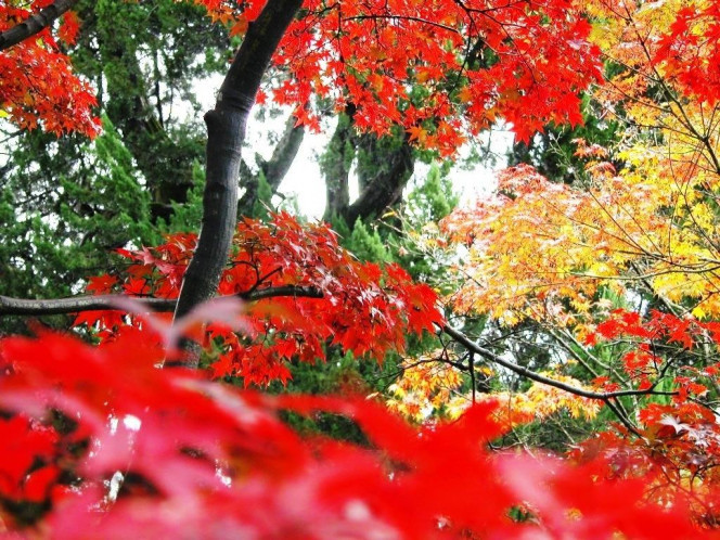 一张美味的图片 &middot; #616