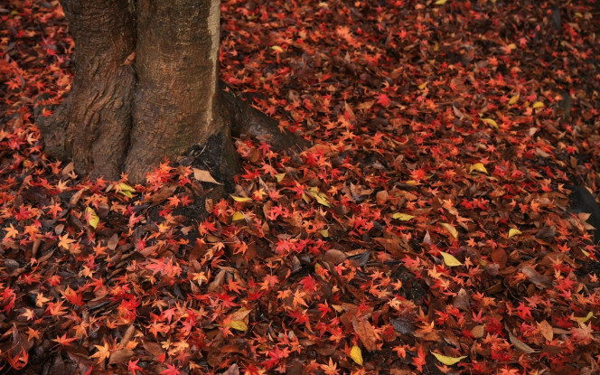 一张美味的图片 &middot; #1192