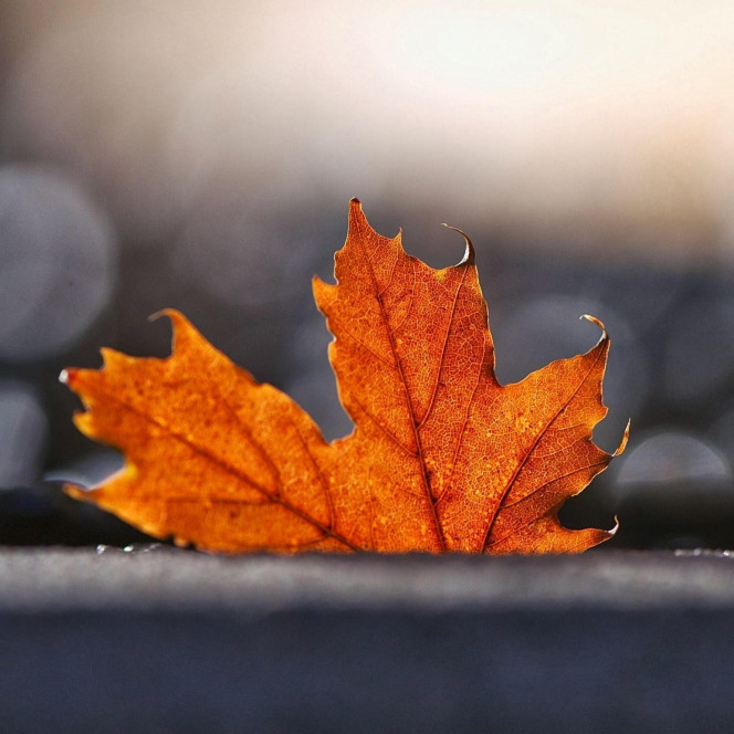 一张美味的图片 &middot; #2370