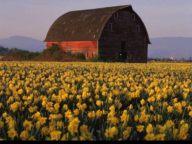 一张美味的图片 &middot; #512