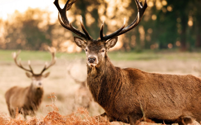 一张美味的图片 &middot; #4017