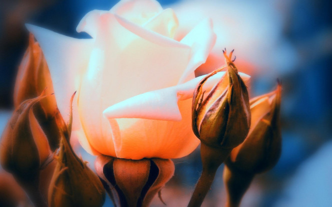 一张美味的图片 &middot; #1779