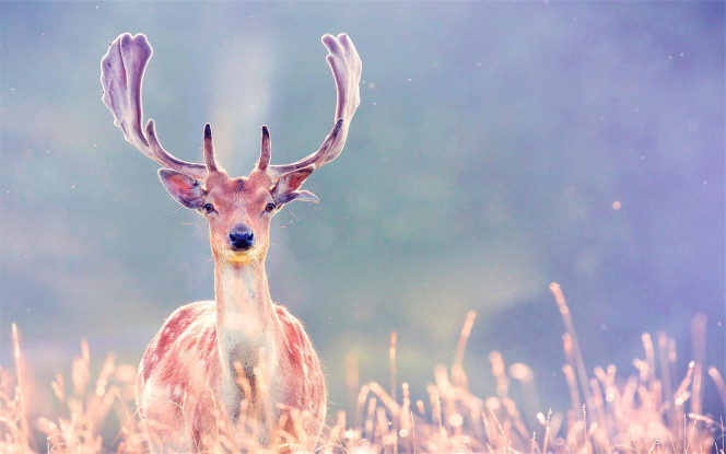 一张美味的图片 &middot; #4050