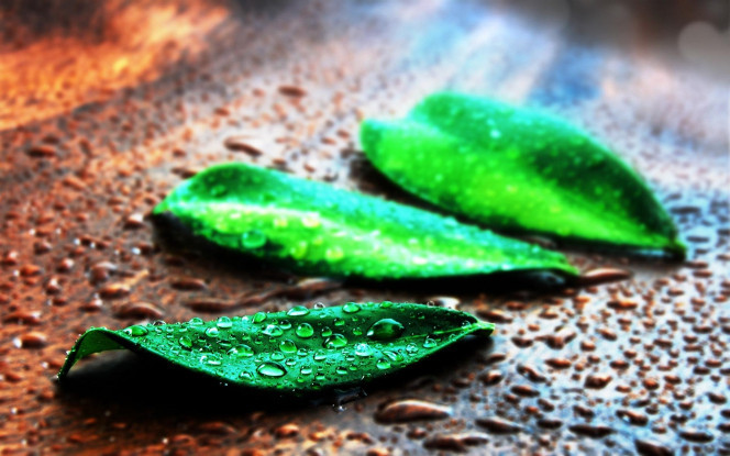 一张美味的图片 &middot; #638