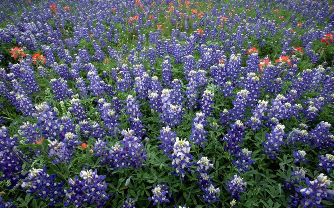 一张美味的图片 &middot; #2165