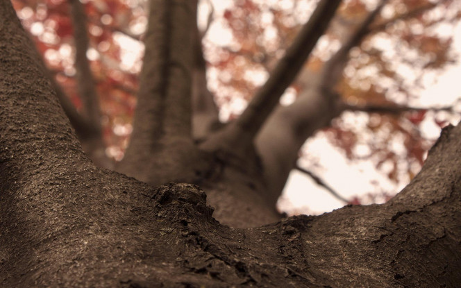 一张美味的图片 &middot; #688