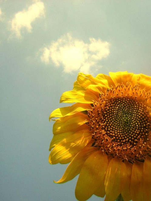 一张美味的图片 &middot; #247