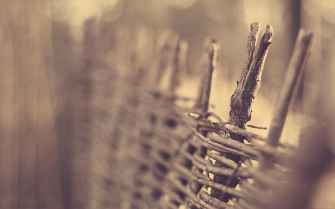 一张美味的图片 &middot; #1142