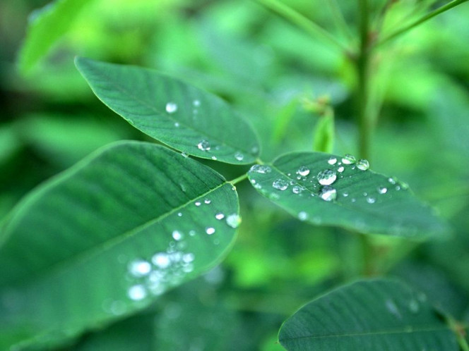 一张美味的图片 &middot; #594