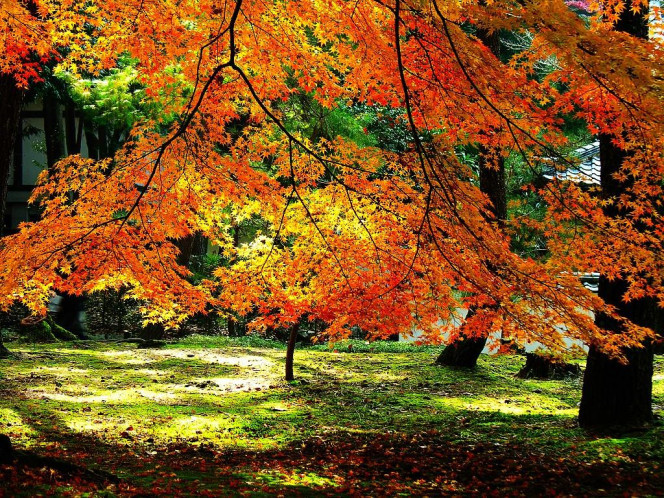 一张美味的图片 &middot; #997