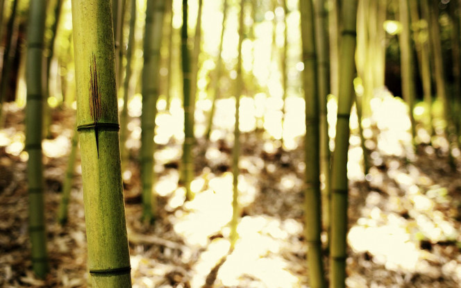 一张美味的图片 &middot; #641