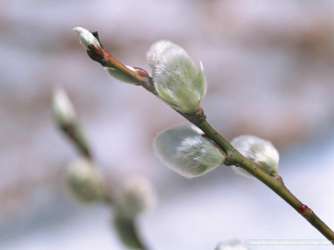 一张美味的图片 &middot; #876